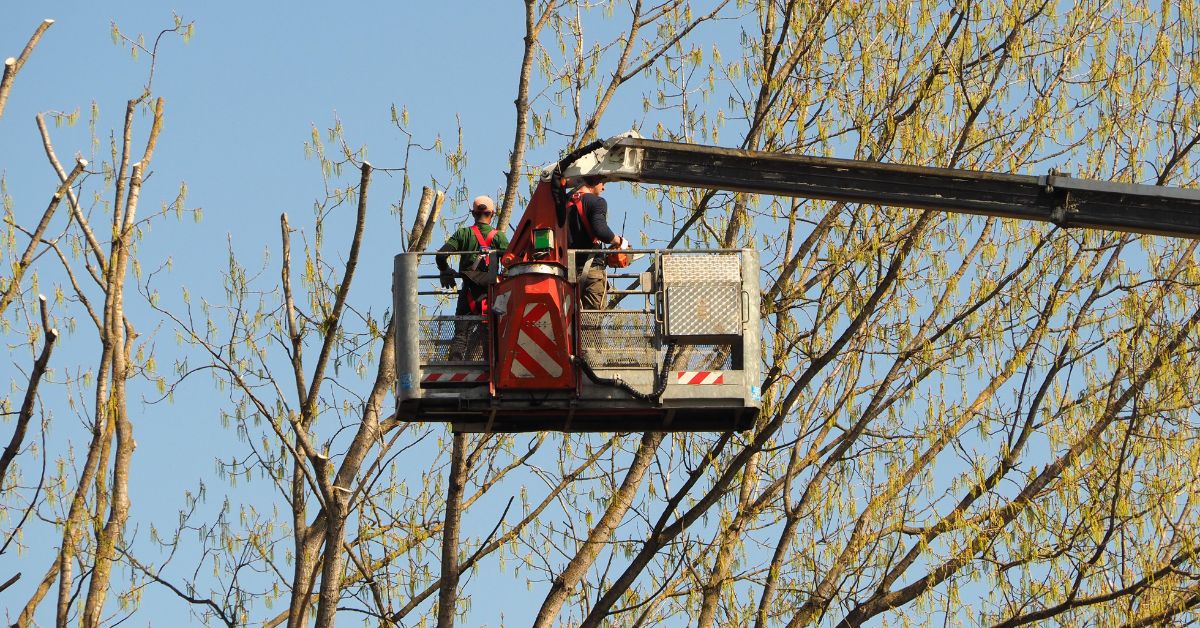 Corso Per Conduzione PLE In Sardegna